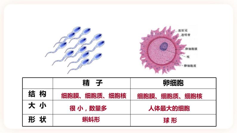 1.1新生命的诞生(课件+练习+精美音视频）06