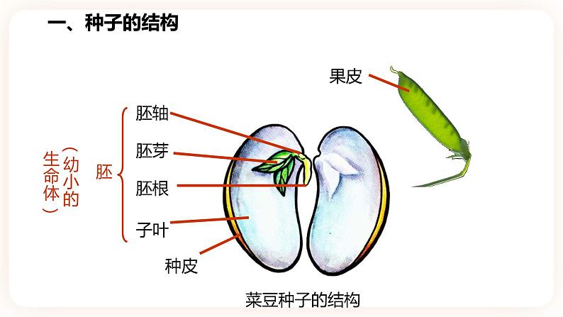 1.4植物的一生（第1课时）(课件+练习+精美音视频）04