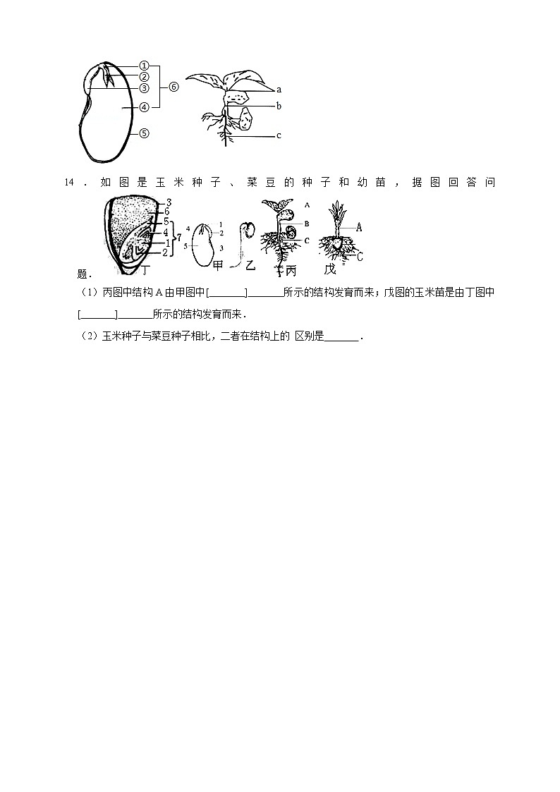 1.4植物的一生（第1课时）(课件+练习+精美音视频）03