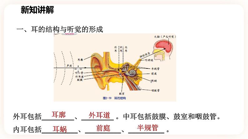 2.3耳和听觉 第一课时（课件+练习）03