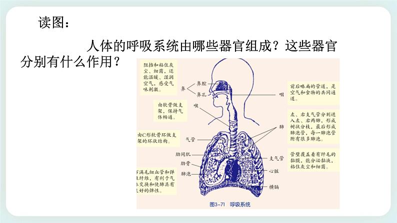 八下科学3.5生物的呼吸和呼吸作用 第1课时 课件+练习+视频03