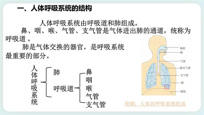 八下科学3.5生物的呼吸和呼吸作用 第1课时 课件+练习+视频04