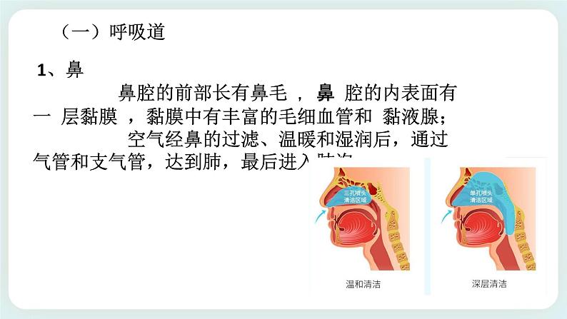 八下科学3.5生物的呼吸和呼吸作用 第1课时 课件+练习+视频05