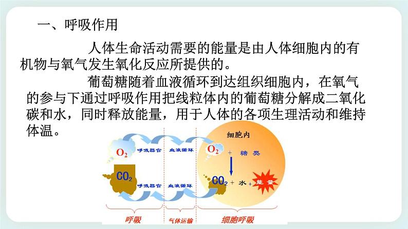 八下科学3.5生物的呼吸和呼吸作用 第2课时 课件+练习+视频04