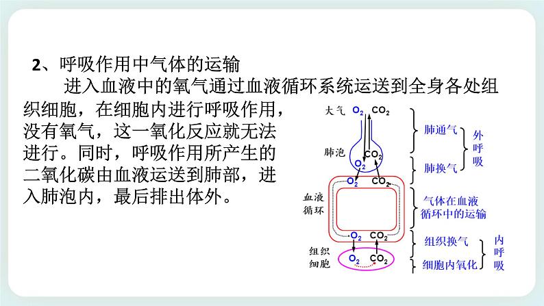 八下科学3.5生物的呼吸和呼吸作用 第2课时 课件+练习+视频08