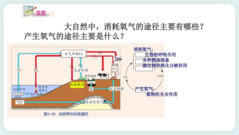 ZJ版八下3.7自然界的氧循环和碳循环第8页