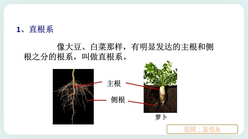 八下科学 4.3植物的根与物质吸收 第1课时 课件+练习+视频05