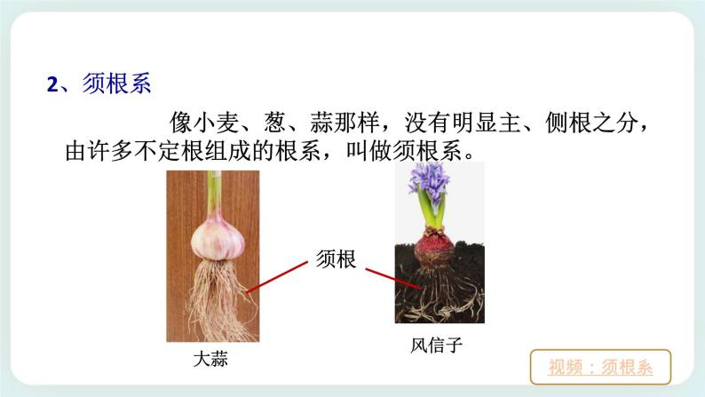 八下科学 4.3植物的根与物质吸收 第1课时 课件+练习+视频06