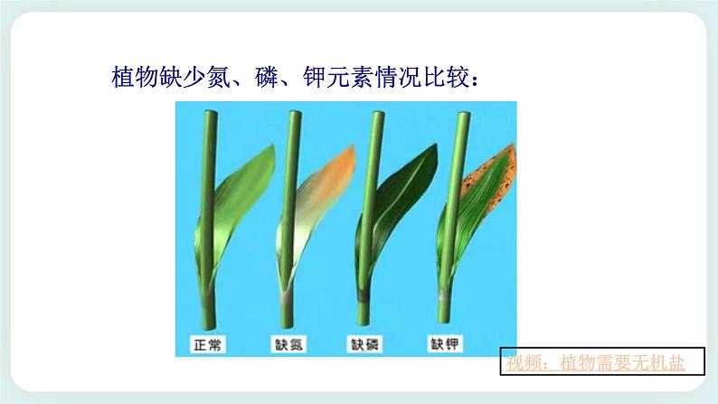 ZJ版八下4.3植物的根与物质吸收（2）第8页