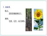 八下科学 4.4植物的茎与物质运输 第1课时 课件+练习+视频