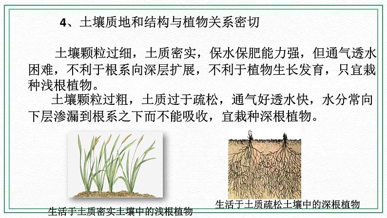 七下4.2土壤与植物（课件+视频+练习）08