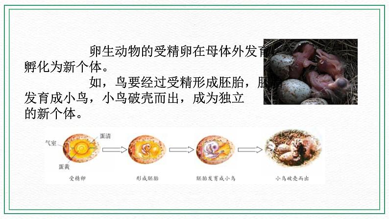 七下6.1 动物的生殖与发育 第1课时（课件+视频+练习）08