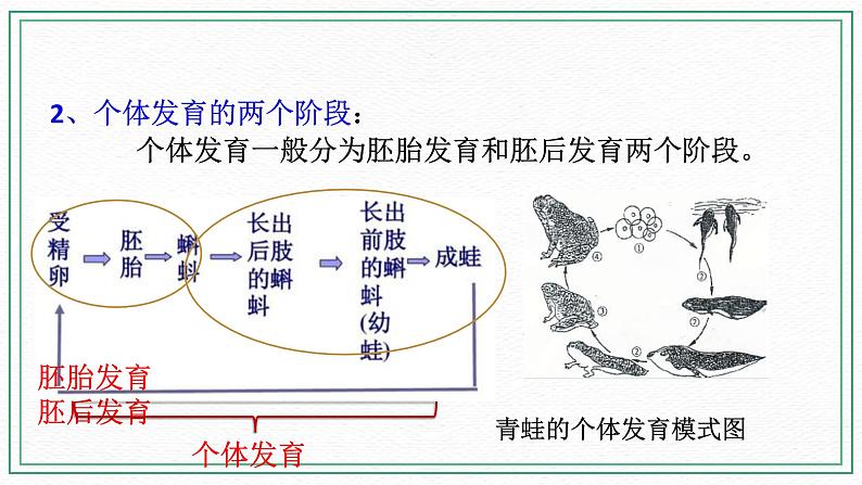 七下6.1 动物的生殖与发育 第3课时（课件 +视频+练习）04
