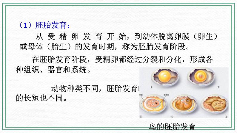 七下6.1 动物的生殖与发育 第3课时（课件 +视频+练习）05