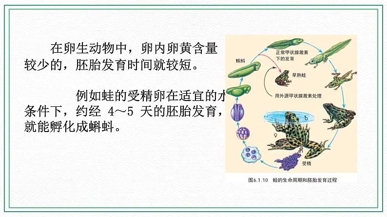 七下6.1 动物的生殖与发育 第3课时（课件 +视频+练习）06