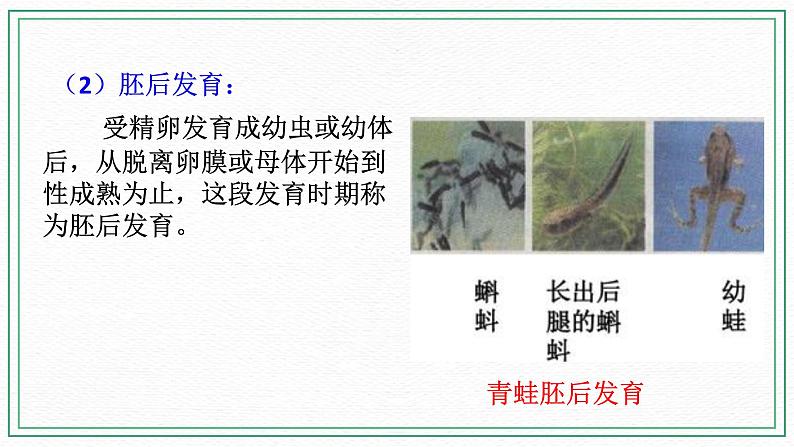 七下6.1 动物的生殖与发育 第3课时（课件 +视频+练习）08