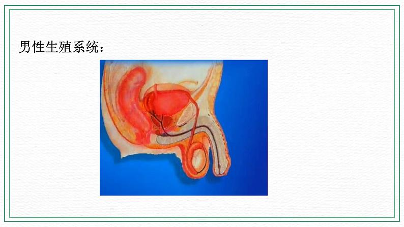 七下科学6.2 人的生殖与发育 第1课时（课件+视频+练习）04