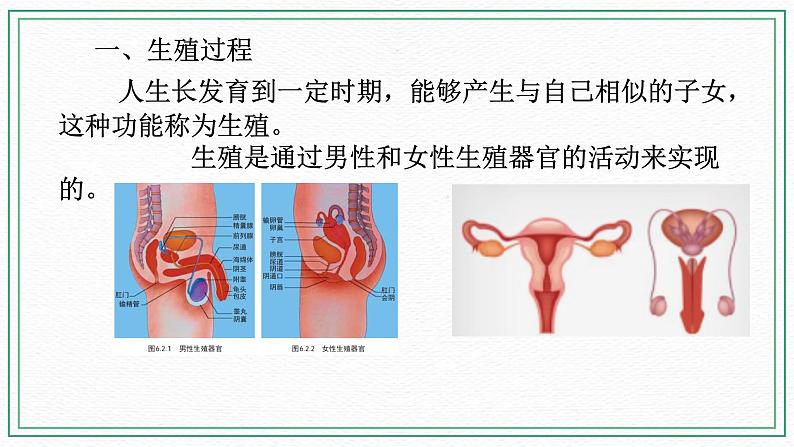 七下科学6.2 人的生殖与发育 第2课时（课件+视频+练习）03