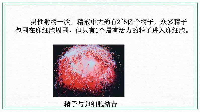 七下科学6.2 人的生殖与发育 第2课时（课件+视频+练习）05