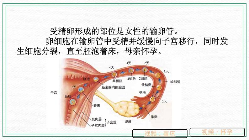 七下科学6.2 人的生殖与发育 第2课时（课件+视频+练习）07