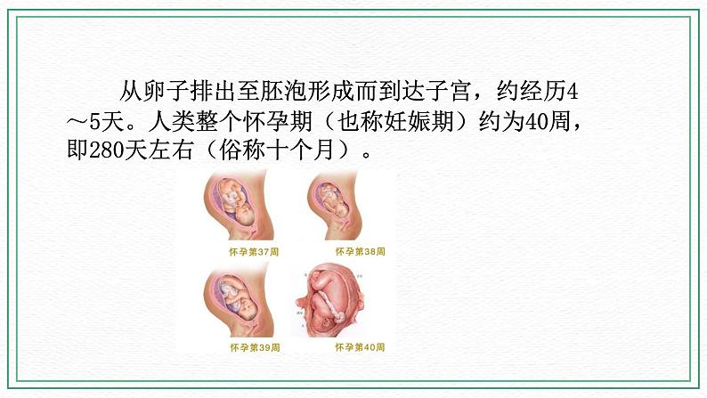 七下科学6.2 人的生殖与发育 第2课时（课件+视频+练习）08