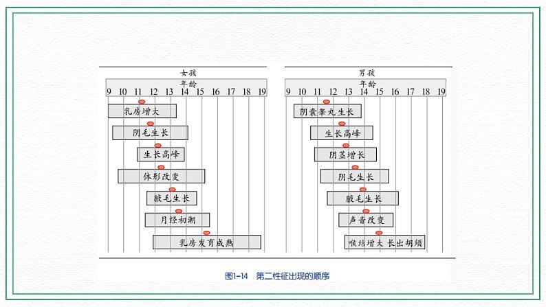 七下科学6.2 人的生殖与发育 第3课时 （课件+视频+练习）08