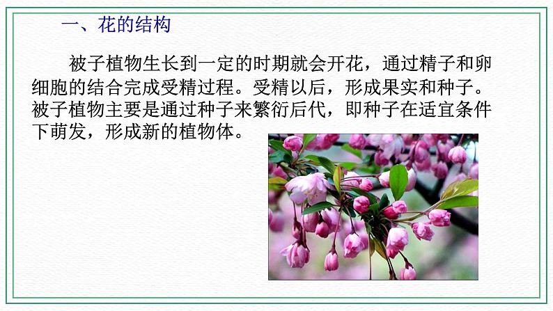 七下科学7.1绿色开花植物的有性生殖和发育 第1课时（课件+视频+练习）03