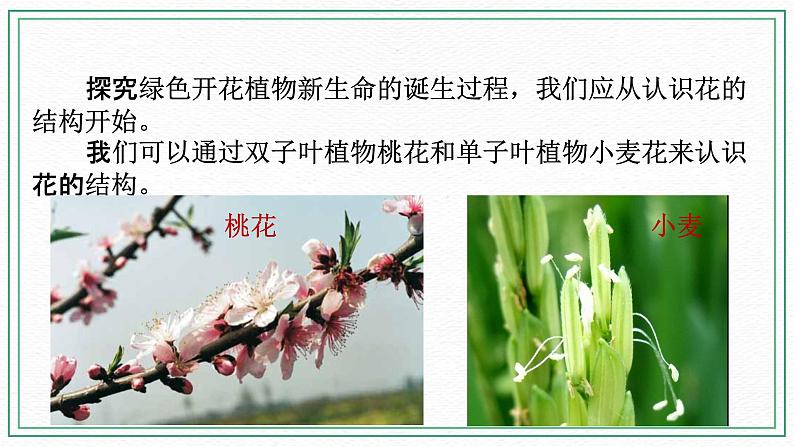 七下科学7.1绿色开花植物的有性生殖和发育 第1课时（课件+视频+练习）04