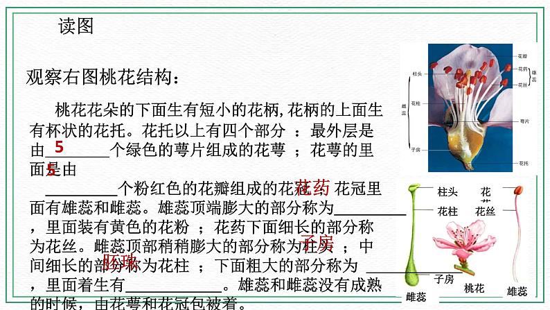 七下科学7.1绿色开花植物的有性生殖和发育 第1课时（课件+视频+练习）05