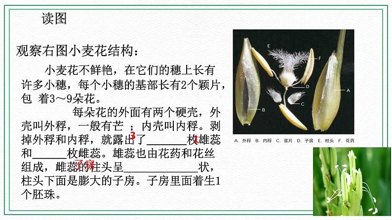七下科学7.1绿色开花植物的有性生殖和发育 第1课时（课件+视频+练习）08