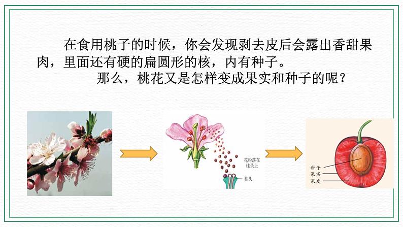 七下科学7.1绿色开花植物的有性生殖和发育 第3课时（课件 +视频+练习）03