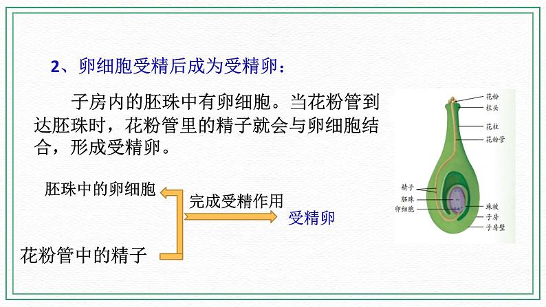 七下科学7.1绿色开花植物的有性生殖和发育 第3课时（课件 +视频+练习）06