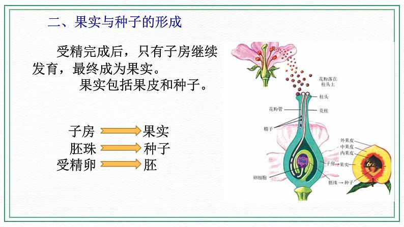 七下科学7.1绿色开花植物的有性生殖和发育 第3课时（课件 +视频+练习）07