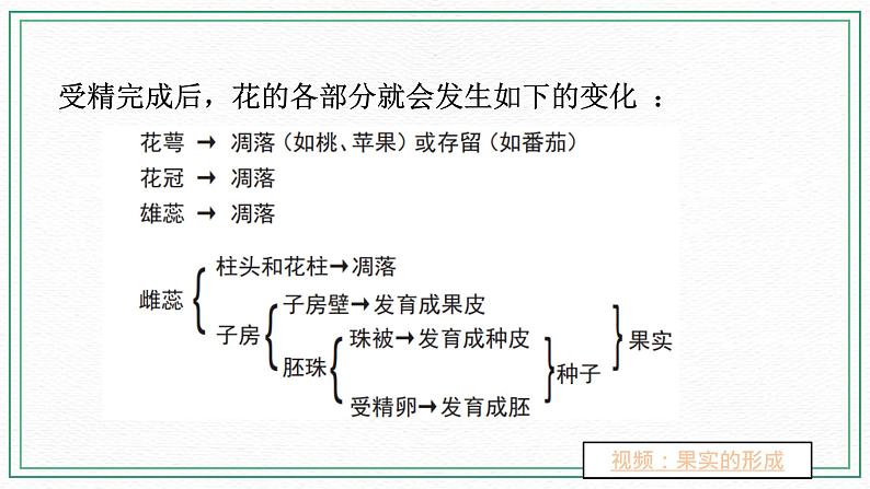 七下科学7.1绿色开花植物的有性生殖和发育 第3课时（课件 +视频+练习）08