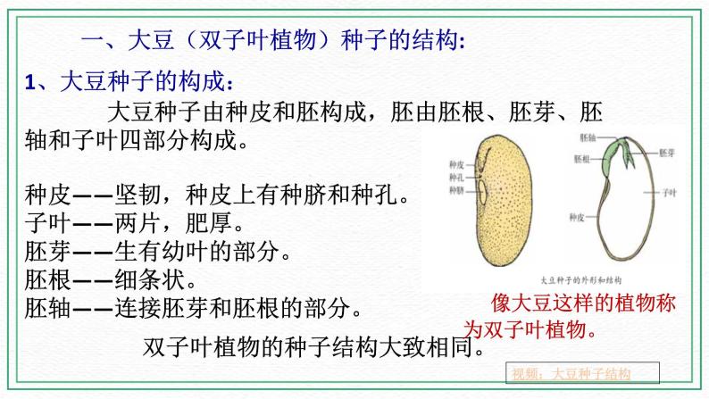 七下科学7.2种子的萌发和幼苗形成 第1课时 （课件+视频+练习）04