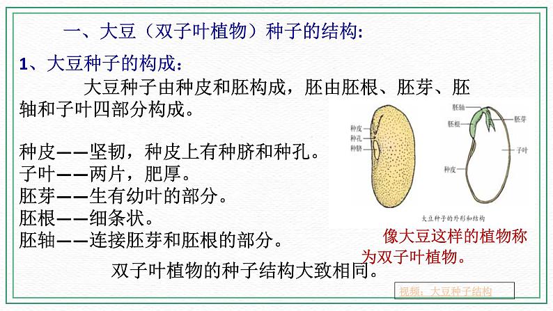 七下科学7.2种子的萌发和幼苗形成 第1课时 （课件+视频+练习）04