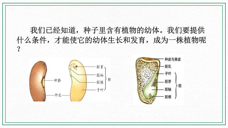 七下科学7.2种子的萌发和幼苗形成 第2课时 （课件+视频+练习）03