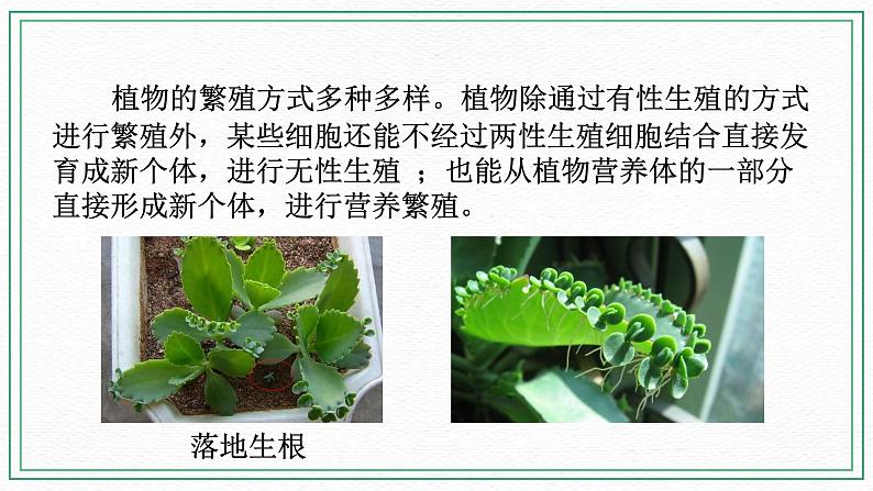 七下科学7.3植物的无性生殖（课件+视频+练习）03