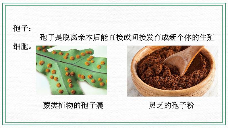 七下科学7.3植物的无性生殖（课件+视频+练习）06