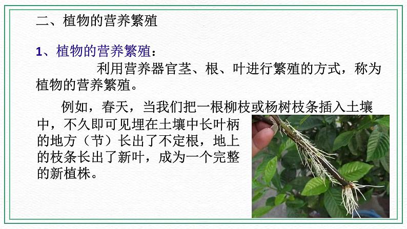 七下科学7.3植物的无性生殖（课件+视频+练习）07