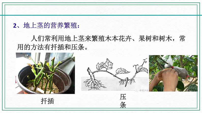 七下科学7.3植物的无性生殖（课件+视频+练习）08