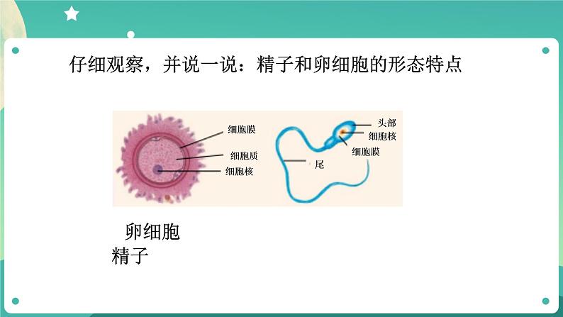 1.1新生命的诞生 第1课时 课件+教案+学案04