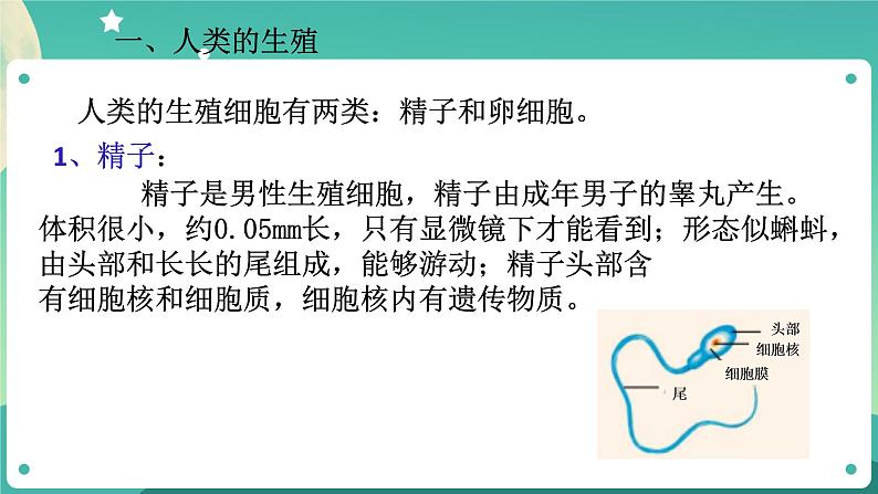 1.1新生命的诞生 第1课时 课件+教案+学案05