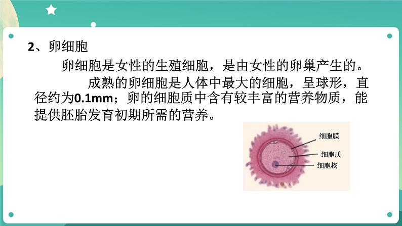 1.1新生命的诞生 第1课时 课件+教案+学案06