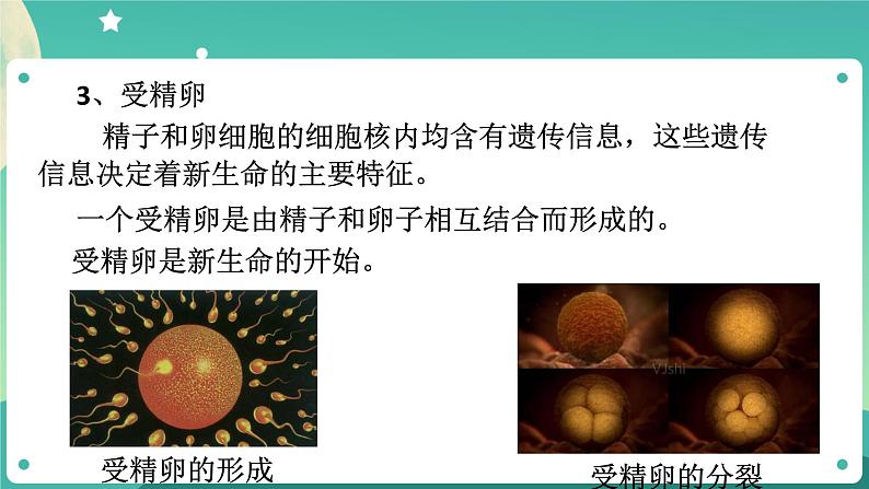 1.1新生命的诞生 第1课时 课件+教案+学案07