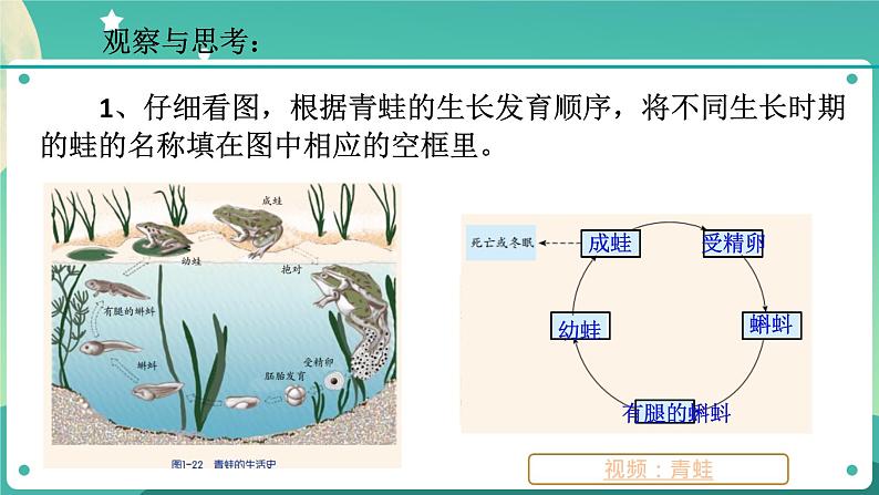 ZJ版七下1.3动物的生长时期（1）第4页