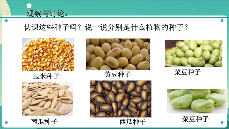 ZJ版科学七下1.4植物的一生（1）第3页