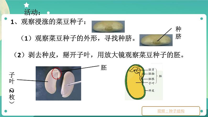 ZJ版科学七下1.4植物的一生（1）第4页