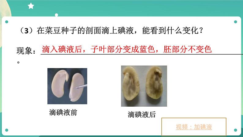 ZJ版科学七下1.4植物的一生（1）第5页