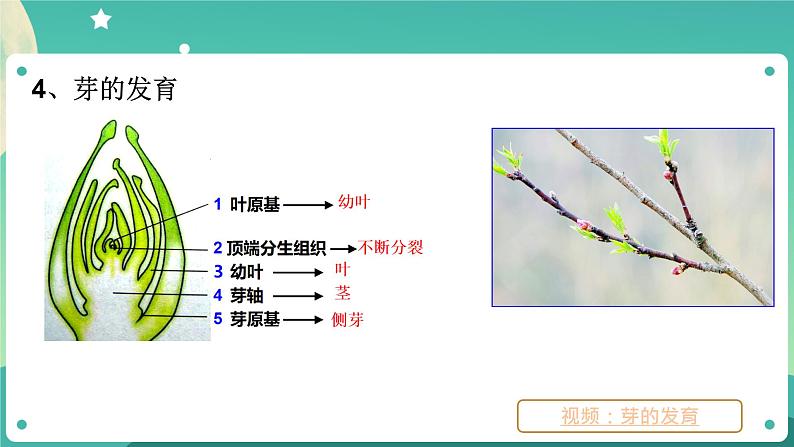 1.4植物的一生 第3课时  课件+教案+学案06